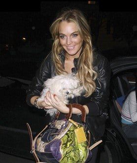 Maltese-dog-owned-by-Lindsay-Lohan